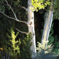 LED Triple Module Landscape Tree Light In Use
