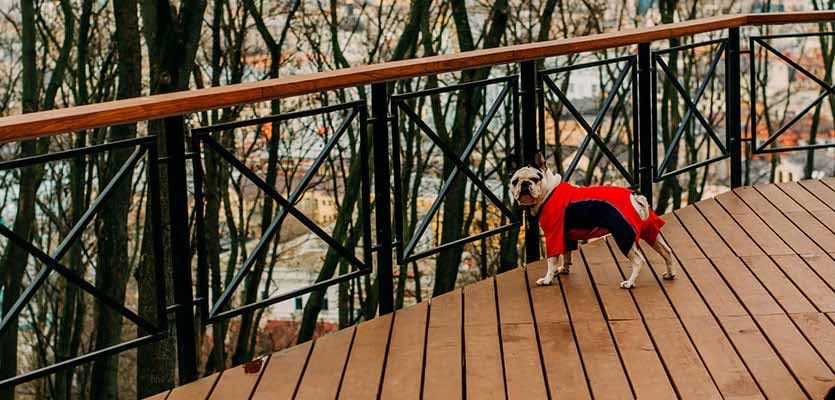 dog-on-deck